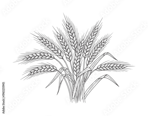 Black and white line of wheat stalks and grain heads grains