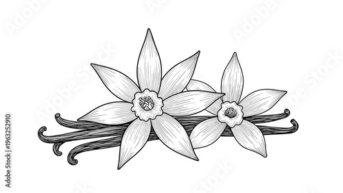 Exquisite line art illustration featuring a cluster of delicate vanilla orchids in full bloom intertwined with dried vanilla pods, perfect for natural cosmetic or gourmet spice branding.
