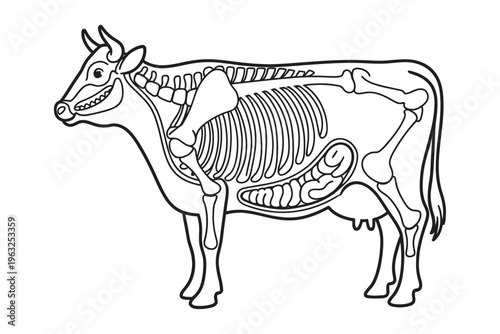 Cow Anatomy Coloring Book Page Animal Skeleton Educational Outline Vector