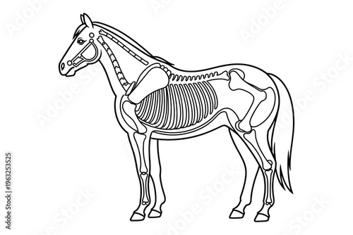 Horse Anatomy Coloring Book Page Animal Skeleton Educational Outline Vector