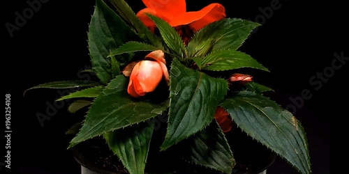Fioritura rapidadi fiori in metodo timelapse