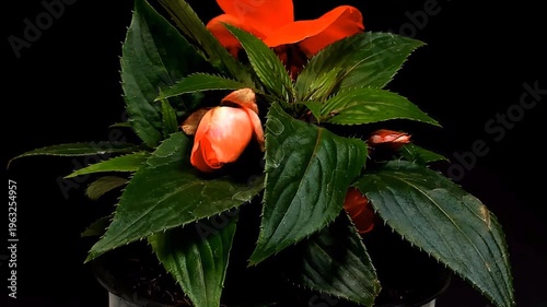 Fioritura rapidadi fiori in metodo timelapse
