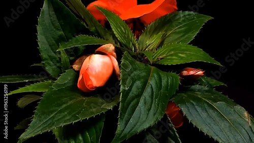 Fioritura rapidadi fiori in metodo timelapse