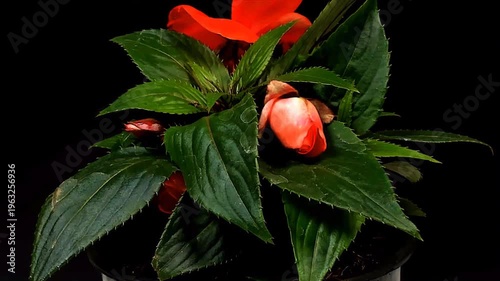 Fioritura rapidadi fiori in metodo timelapse