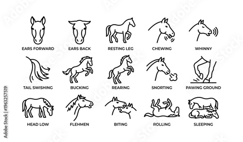 Horse behavior illustrations: ears, tail, chewing, whinny, rolling, sleeping
