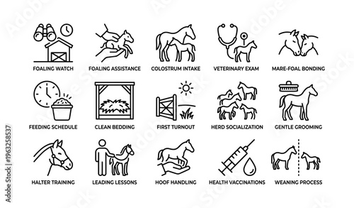 Horse care stages: foaling, bonding, training, health maintenance icons