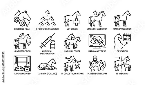 Horse breeding process: key stages from research to weaning illustrated in icons