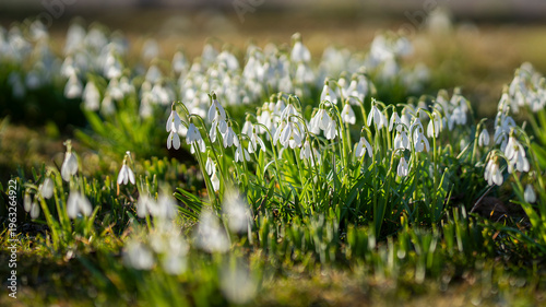 Close-up of delicate snowdrop blossoms in soft golden light, symbol of spring. Snowdrops (Galanthus nivalis) blooming in warm sunlight, early spring flowers emerging from grass in park. 