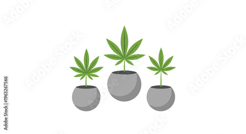Three potted cannabis plants of varying sizes with green leaves are arranged in grey spherical pots on a white background.