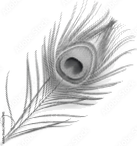 peacock feather bird nature exotic organic animal wildlife beauty pattern detail decorative blue