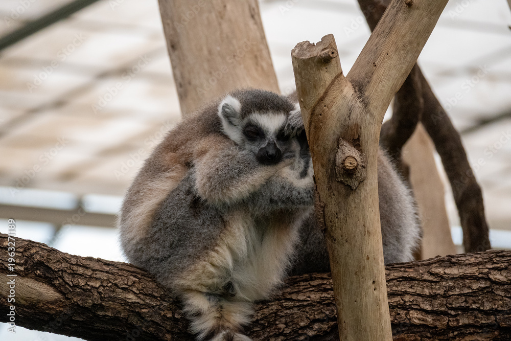 Naklejka premium Ring tailed lemur resting on tree