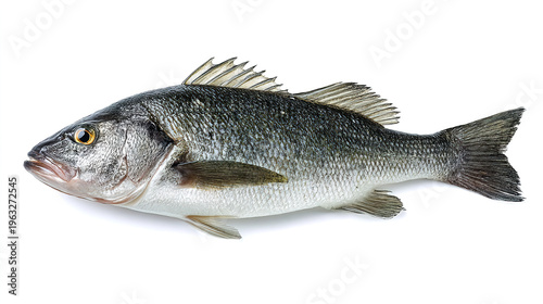 salmon fish isolated on white background