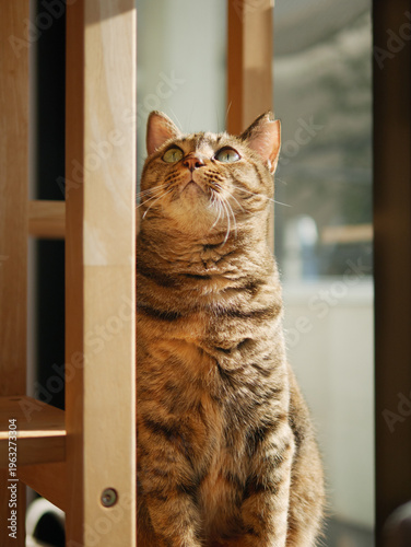 Tabby Cat Looking Up with Curiosity at Home