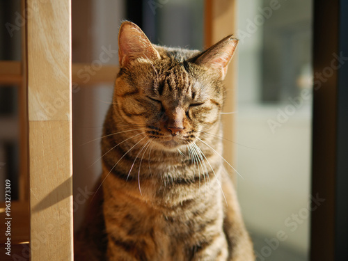 Relaxed Tabby Cat with Eyes Closed in Warm Sunlight
