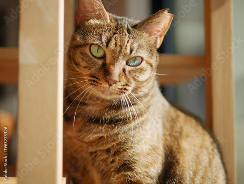 Curious Tabby Cat with Green Eyes in Warm Natural Light