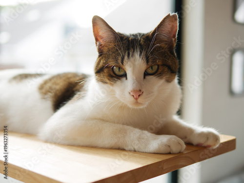 White and Tabby Cat Relaxing on Wooden Shelf by the Window