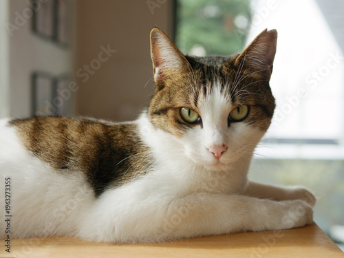 White and Tabby Cat Relaxing on Wooden Shelf by the Window