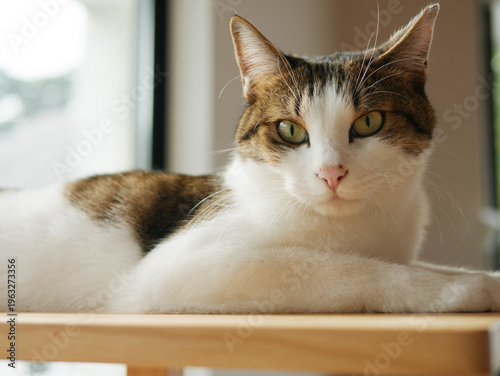 White and Tabby Cat Relaxing on Wooden Shelf by the Window