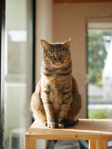 Tabby Cat Sitting on Wooden Table by the Window
