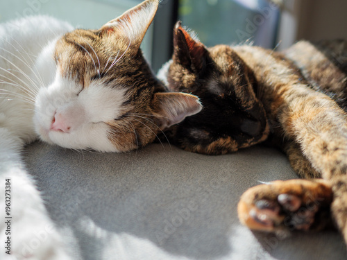  Two Cats Sleeping Together in Warm Sunlight