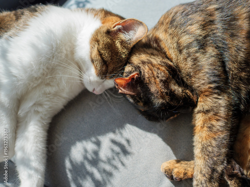  Two Cats Sleeping Together in Warm Sunlight