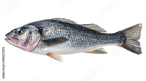 salmon fish isolated on white background