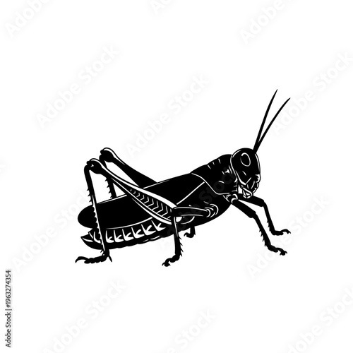 Black silhouette of a grasshopper isolated on a white background, detailed illustration.