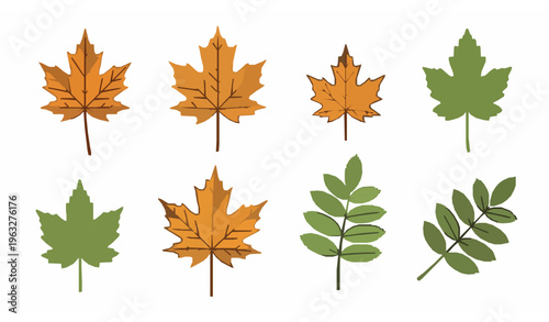 Maple and ash leaves vector set flat isolated seasonal autumn nature illustration on white background