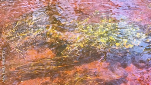 Close-up of Clear Water Rippling Over Submerged River Vegetation