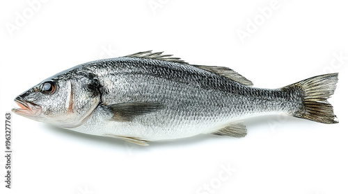 salmon fish isolated on white background