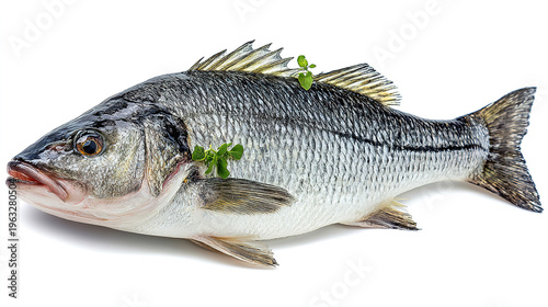 salmon fish isolated on white background