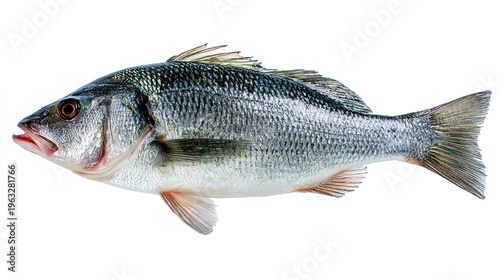 salmon fish isolated on white background