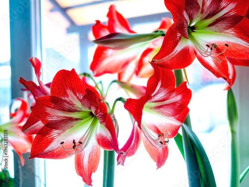 Big red amaryllis flowers bloomed