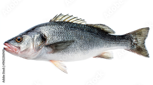 salmon fish isolated on white background
