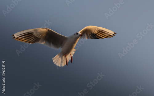 Seagull in flight with wings spread against blue sky in golden hour light