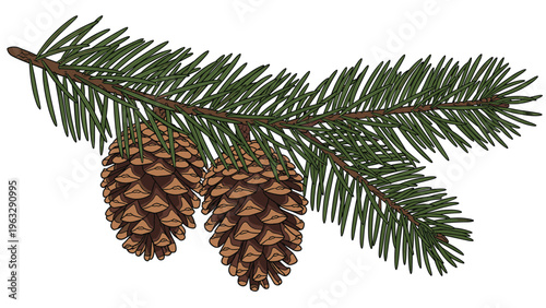 Detailed botanical illustration of a green pine tree branch with two large brown pinecones attached to the wooden twig.