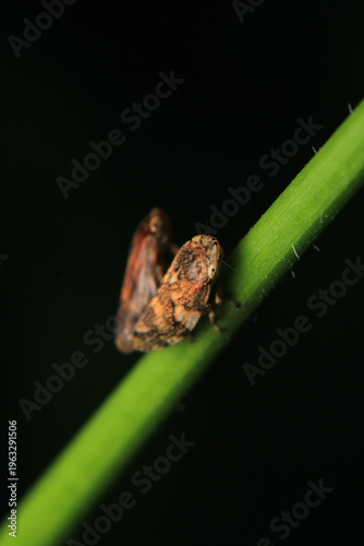 Фотография glassy winged sharpshooter insect macro photography