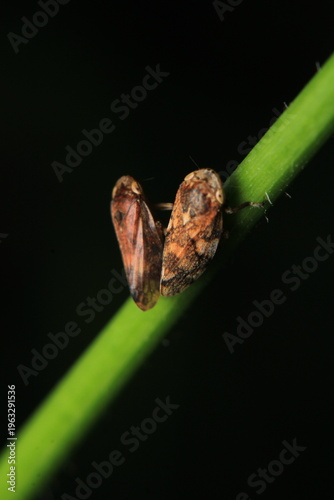 Εκτύπωση καμβά glassy winged sharpshooter insect macro photography