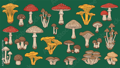 Wide variety of realistic forest mushroom illustrations including chanterelles, fly agarics, and other edible or toxic fungi.
