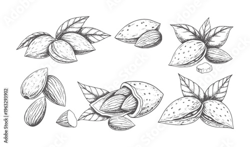 Hand drawn almond nuts with leaves and shells white food healthy organic