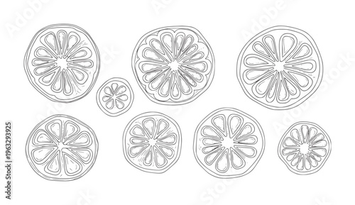 Hand drawn citrus fruit slices arranged in a pattern