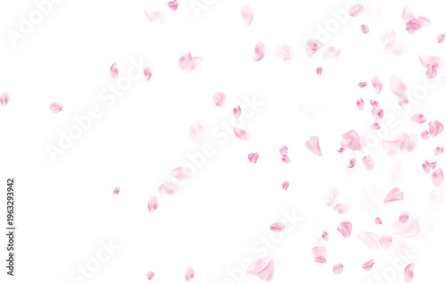 Pink rose petals overlay for a romantic wedding invitation and floral background