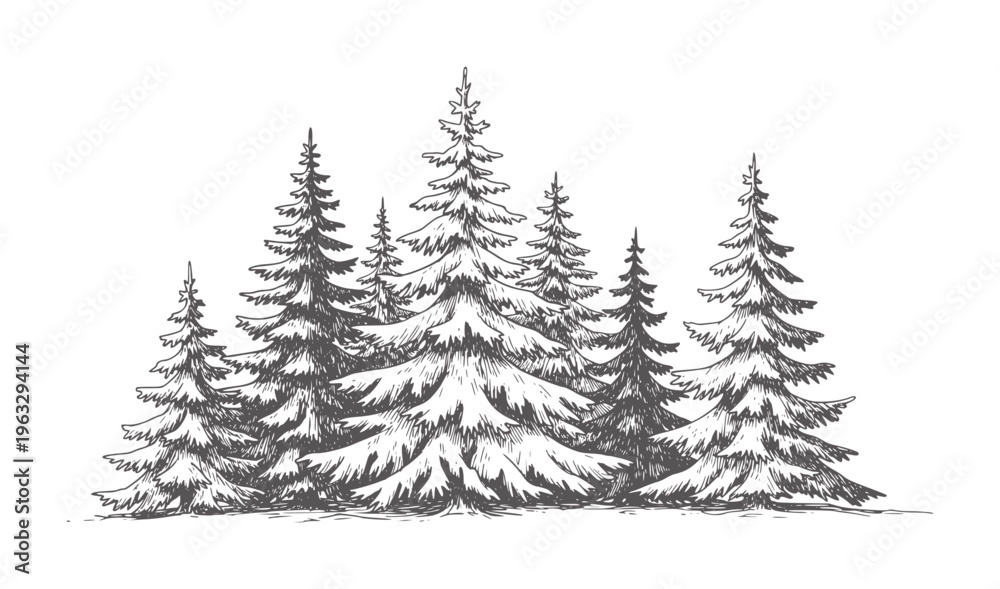 Fototapeta premium Hand drawn of a dense evergreen forest with varied tree heights trees nature woodland
