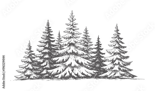 Hand drawn of a dense evergreen forest with varied tree heights trees nature woodland