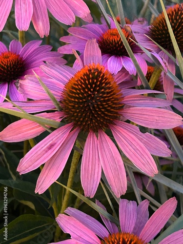 Purple coneflower bloom with textured center in summer garden closeup