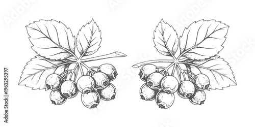 Two clusters of dark berries with leaves in a line style fruit botanical