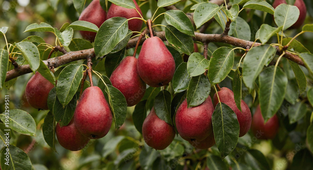 Obraz premium Ripe red pears hanging from a tree branch