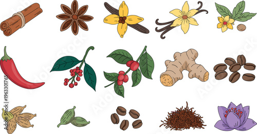 Spices herbs vector set with cinnamon vanilla chili coffee beans ginger cardamom isolated colorful ingredients illustration collection food flavor