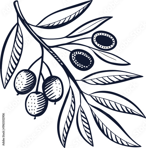Olive branch vector, black and white illustration, food icon, leafy plant