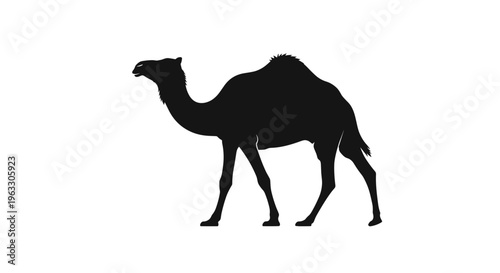 Black silhouette of camel walking.